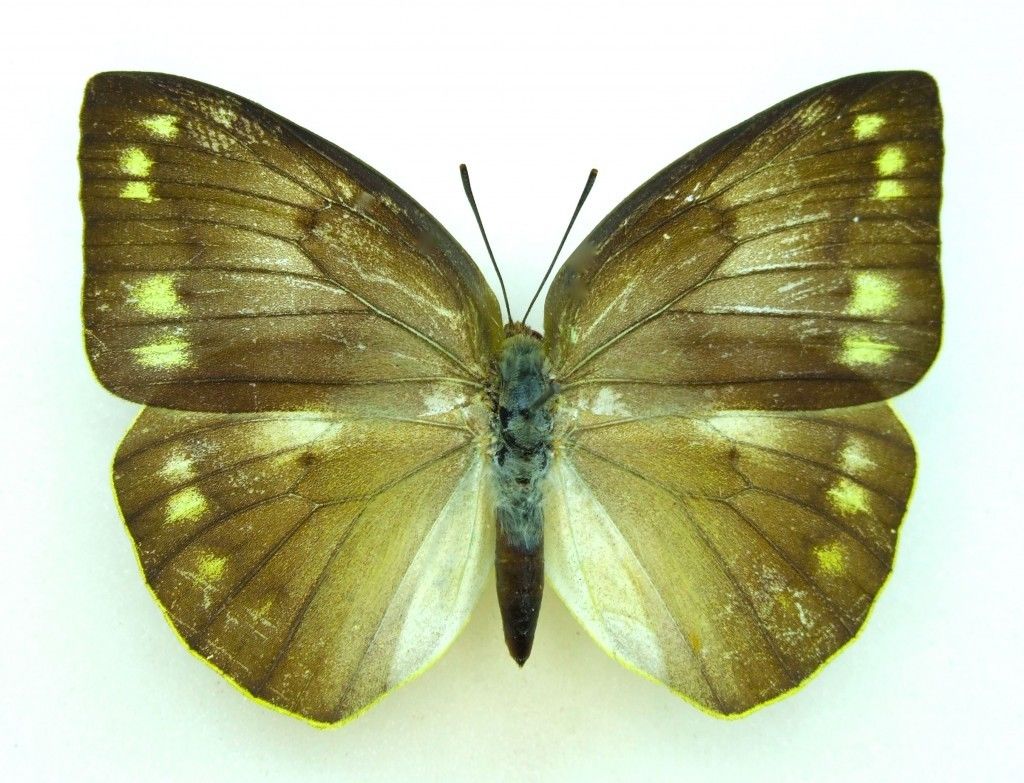 Catopsilia pomona female (Dark aberration) (Internet Image property of respective owner, non-commercial use only)